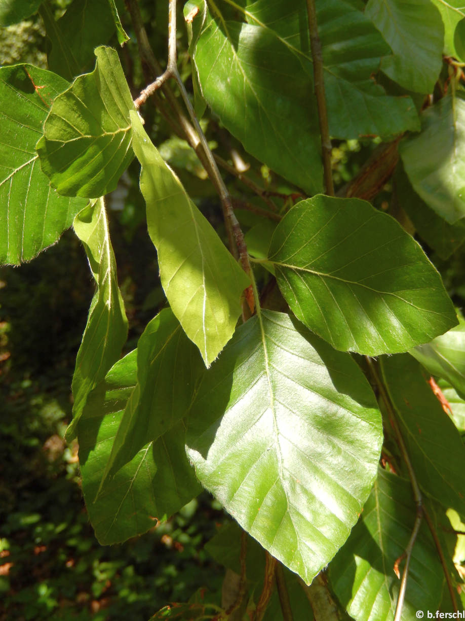 Fagus sylvatica ‘Pendula‘ (szomorú bükk)<br />levél