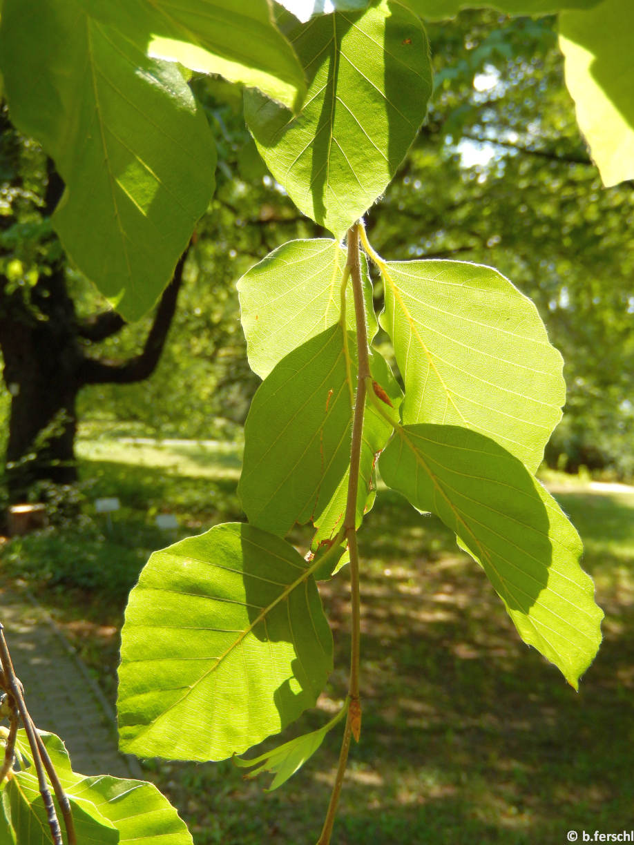 Fagus sylvatica ‘Pendula‘ (szomorú bükk)<br />napsütötte levélfonák