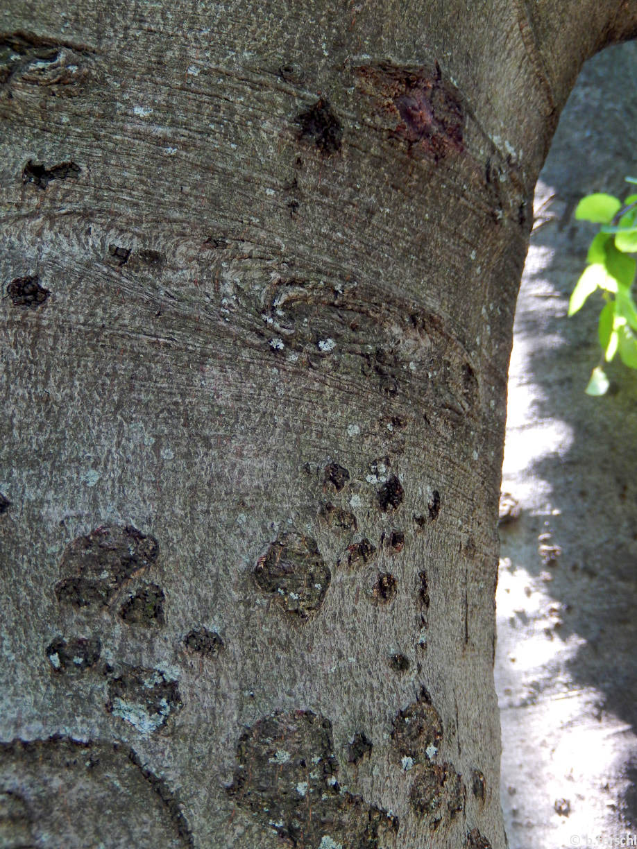 Fagus sylvatica ‘Pendula‘ (szomorú bükk)<br />kéreg