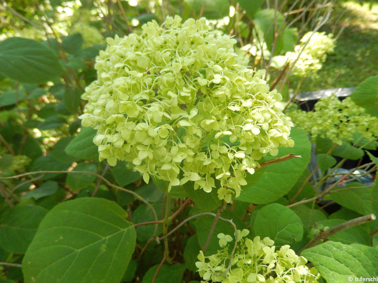 Hydrangea arborescens ‘Grandiflora‘