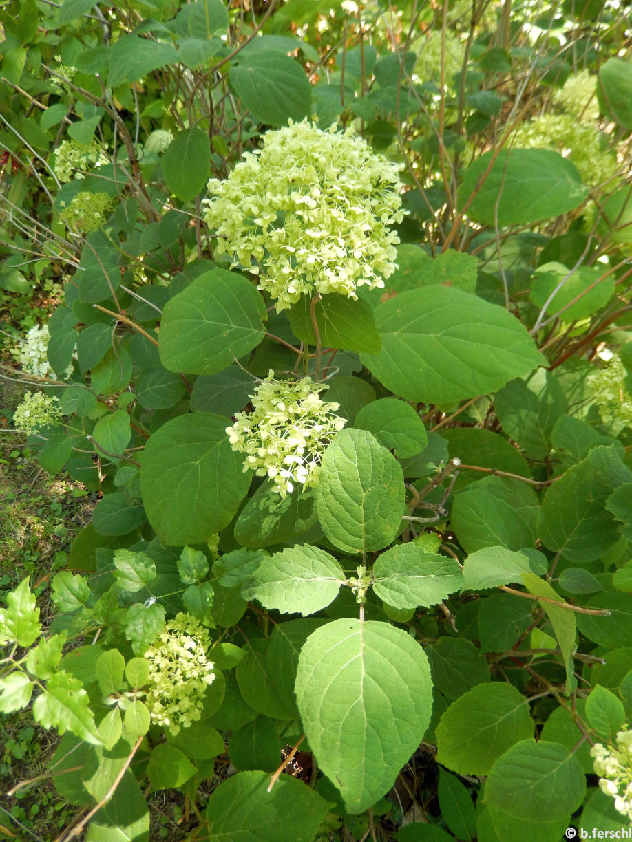 Hydrangea arborescens ‘Grandiflora‘