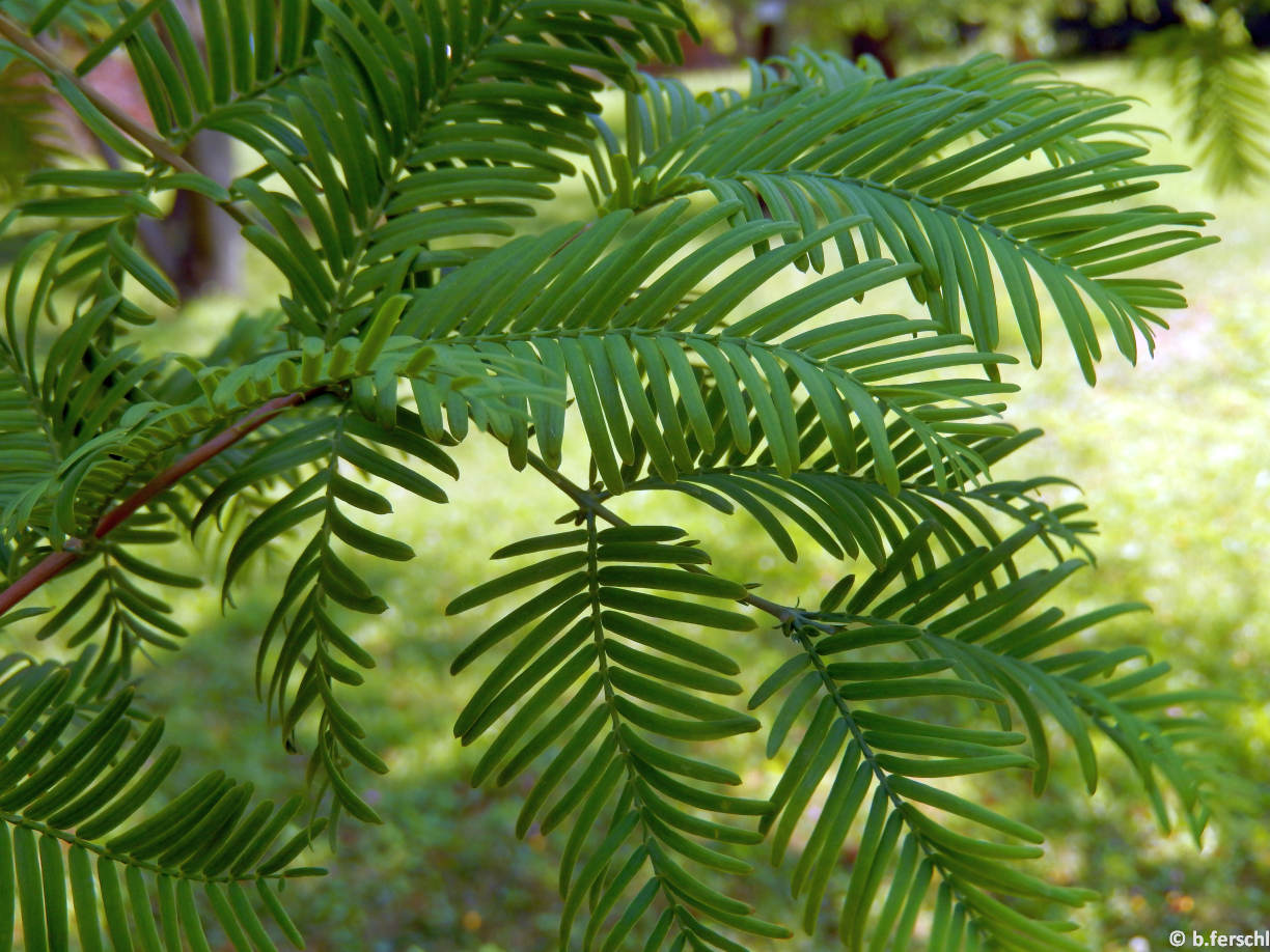 Metasequoia glyptostroboides (szecsuáni mammutfenyő)<br />lomb