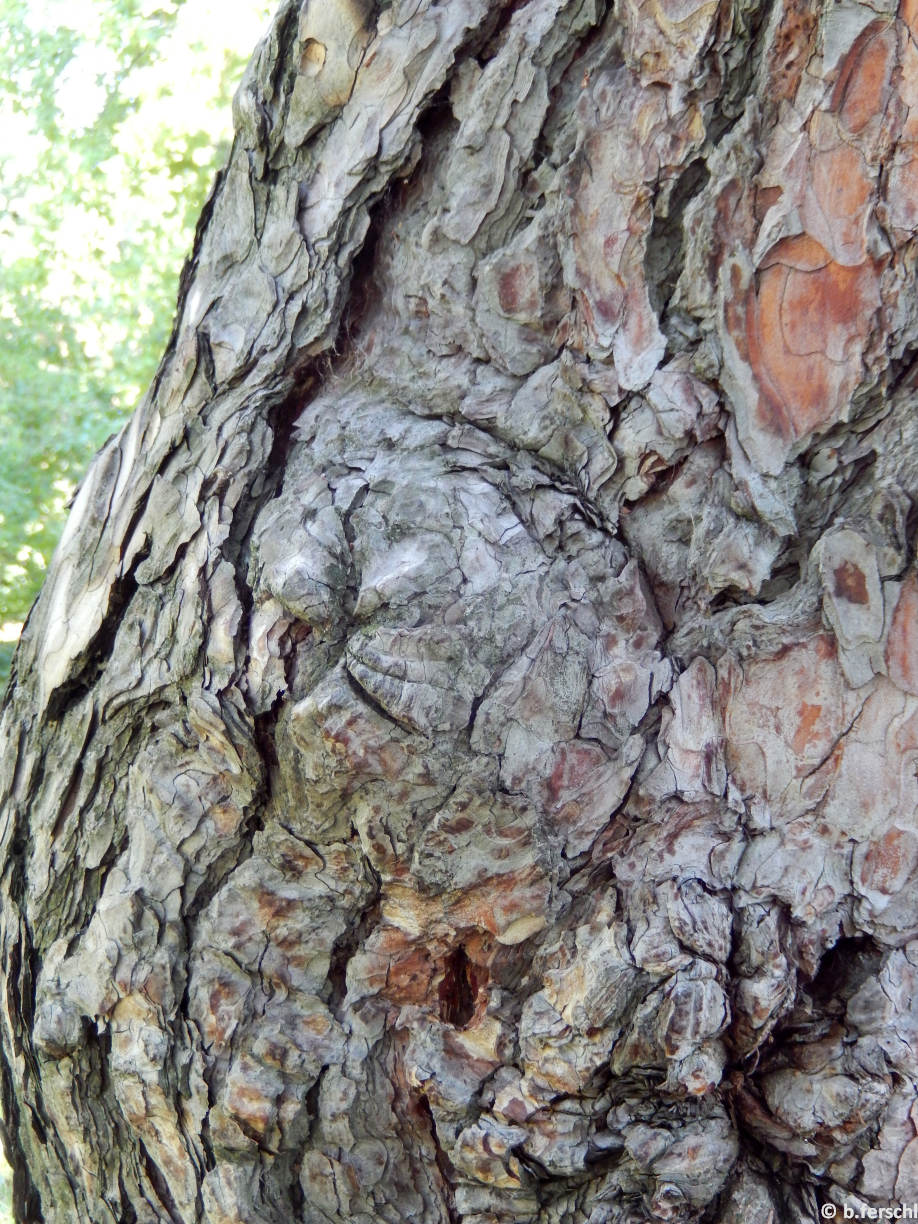 pinus_nigra_subsp_salzmannii1.JPG