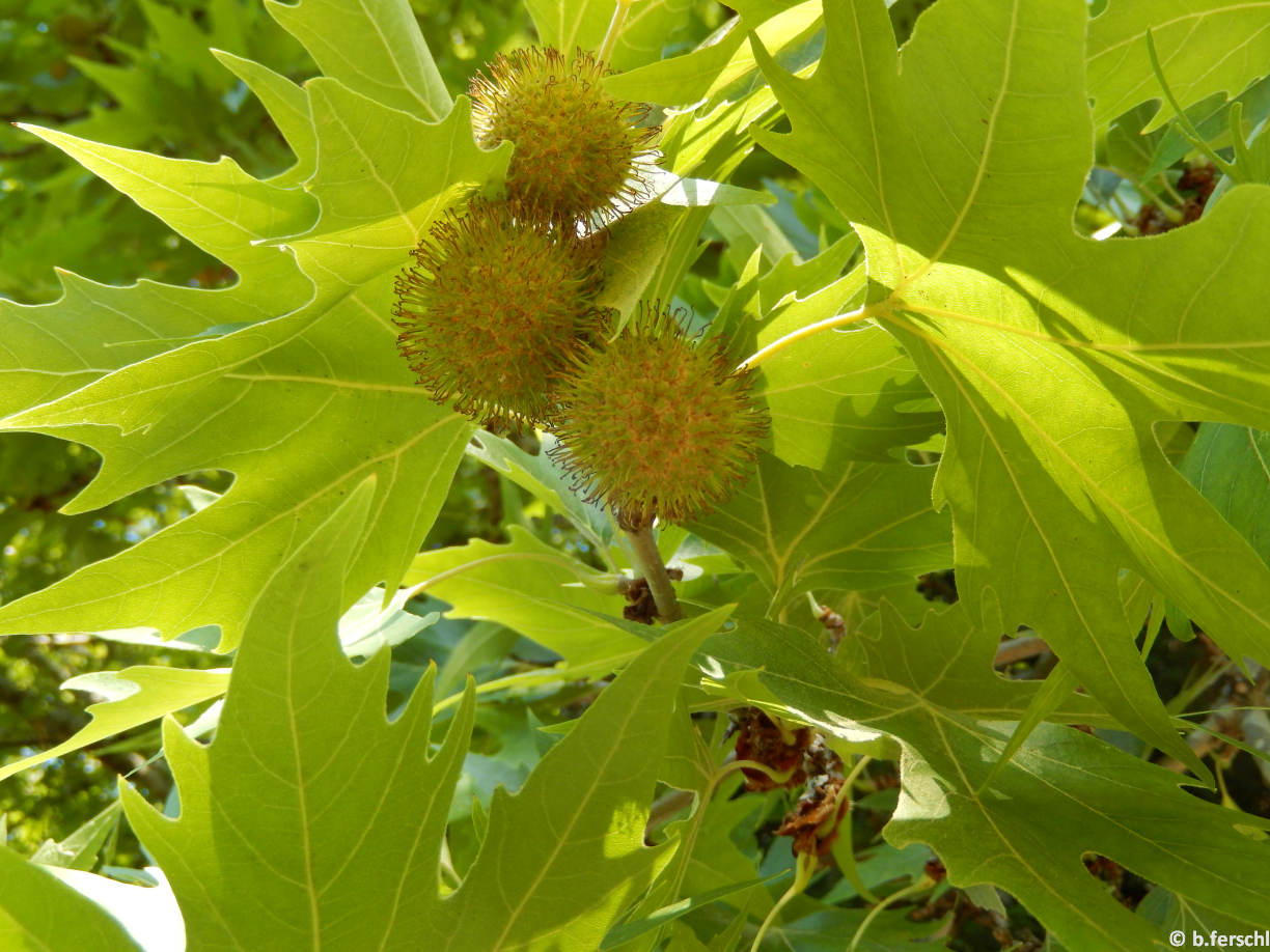 Platanus orientalis (keleti platán)<br />terméságazat