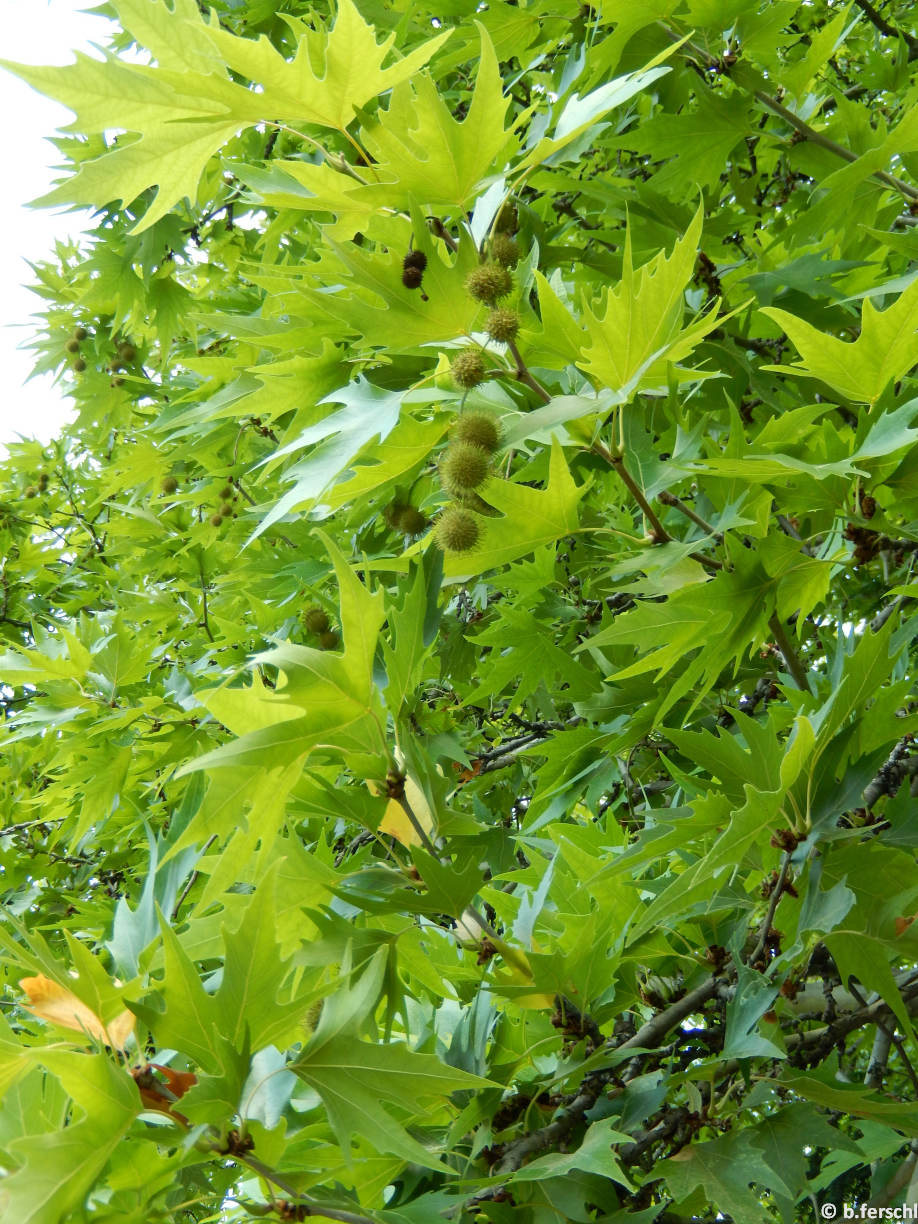 Platanus orientalis (keleti platán)<br />lombozat