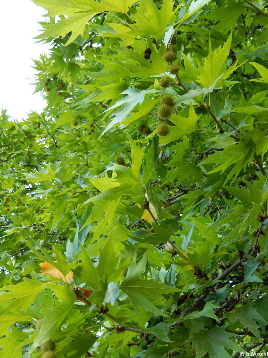 Platanus orientalis (keleti platán)<br />lombozat