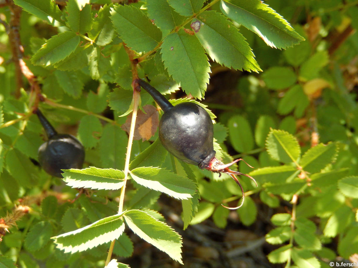 Rosa pimpinellifolia (jajrózsa) termése