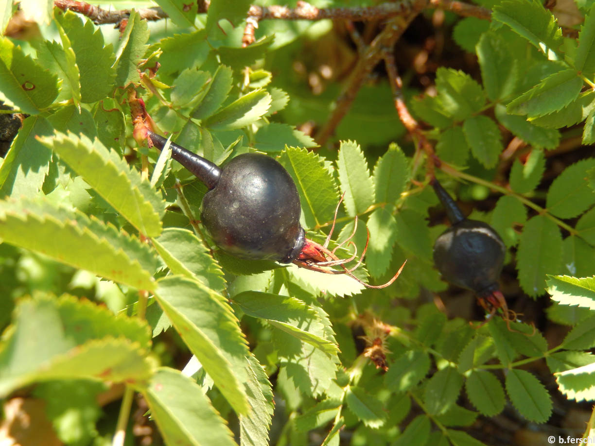 Rosa pimpinellifolia (jajrózsa) termése