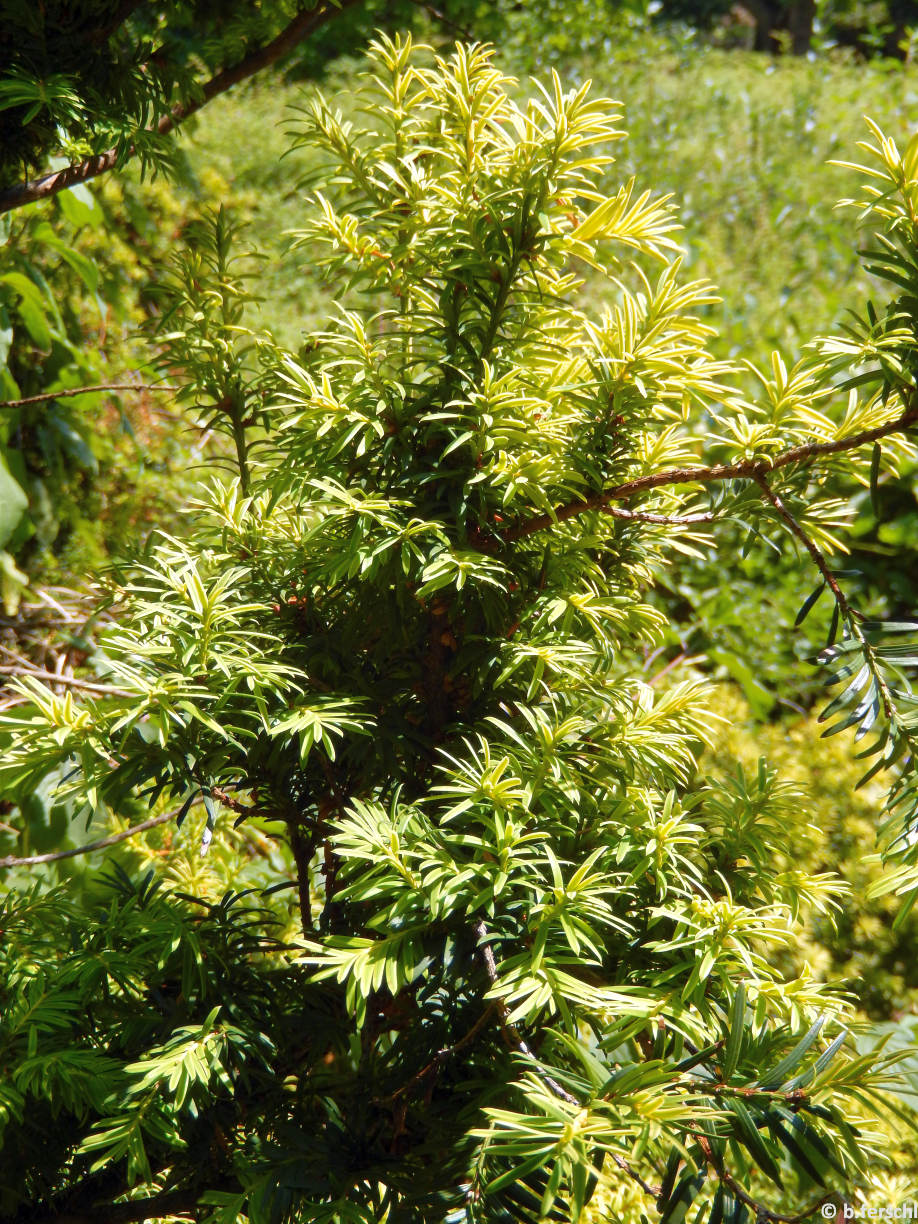 Taxus baccata ‘Aurea‘  (sárga levelű tiszafa)