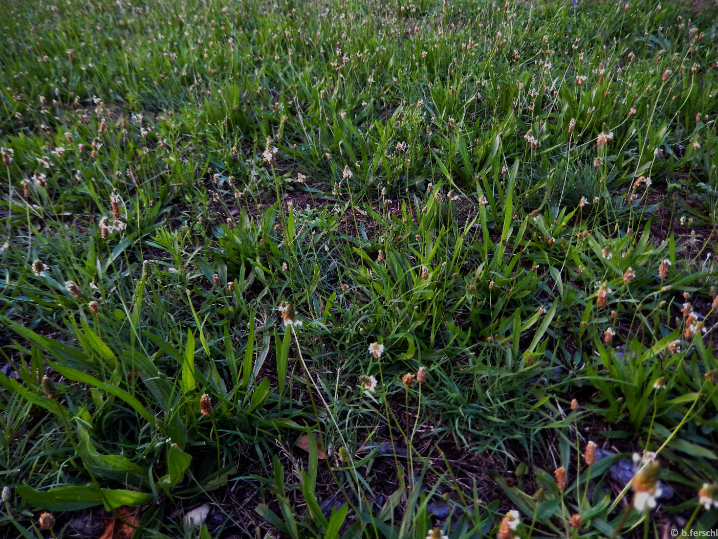 Plantago lanceolata lándzsás útifű) állomány városi gyepfelületben