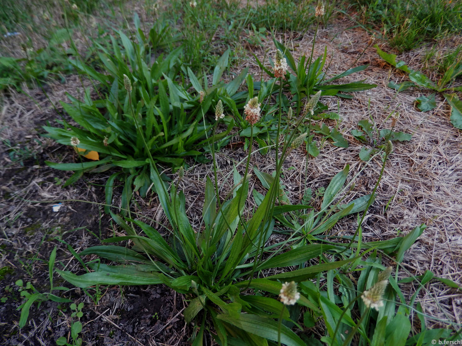 Plantago lanceolata (lándzsás útifű) tövek