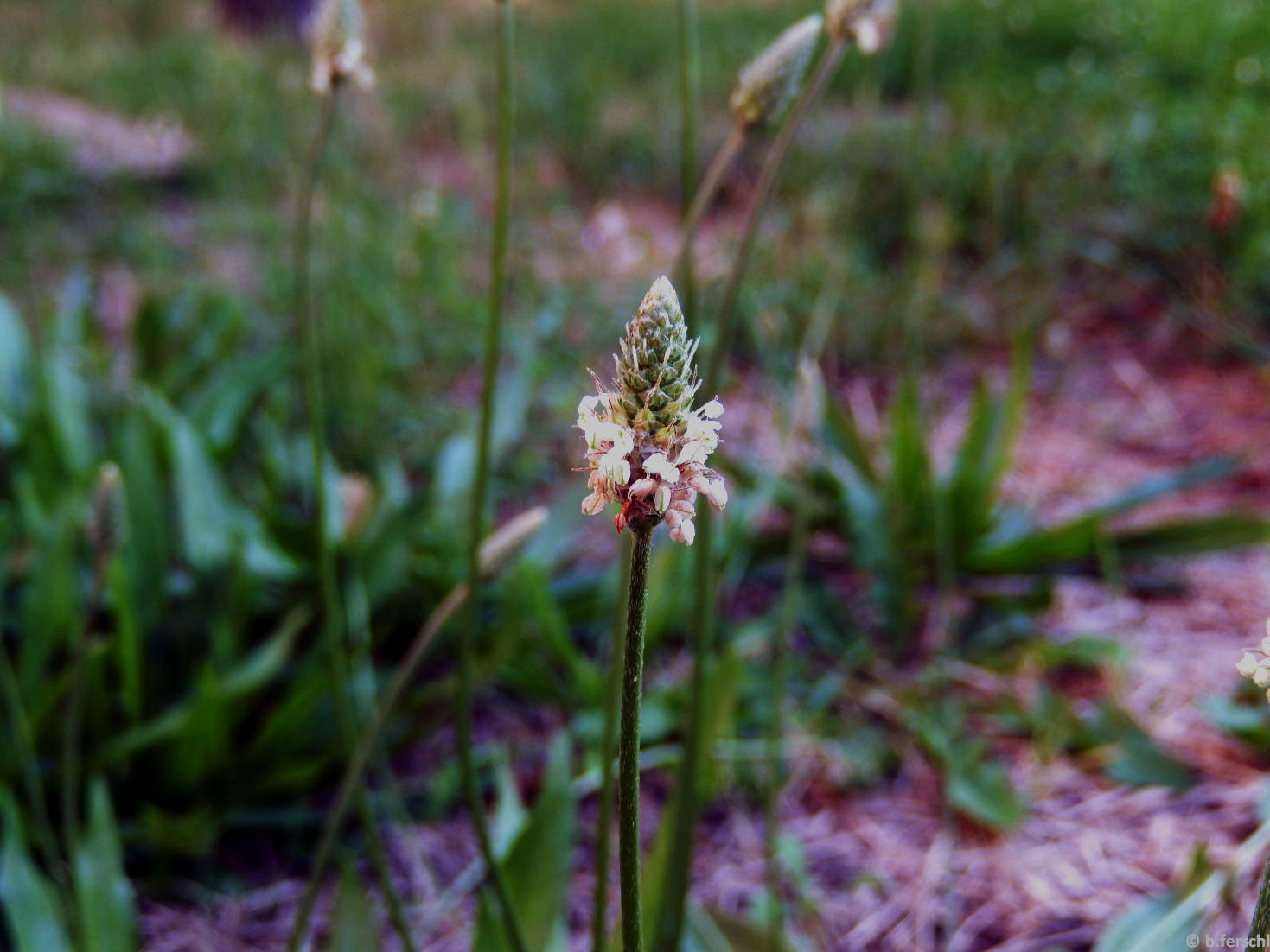 Plantago lanceolata (lándzsás útifű) füzérvirágzata