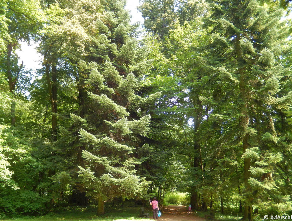 Abies balsamea (balzsam jegenyefenyő)