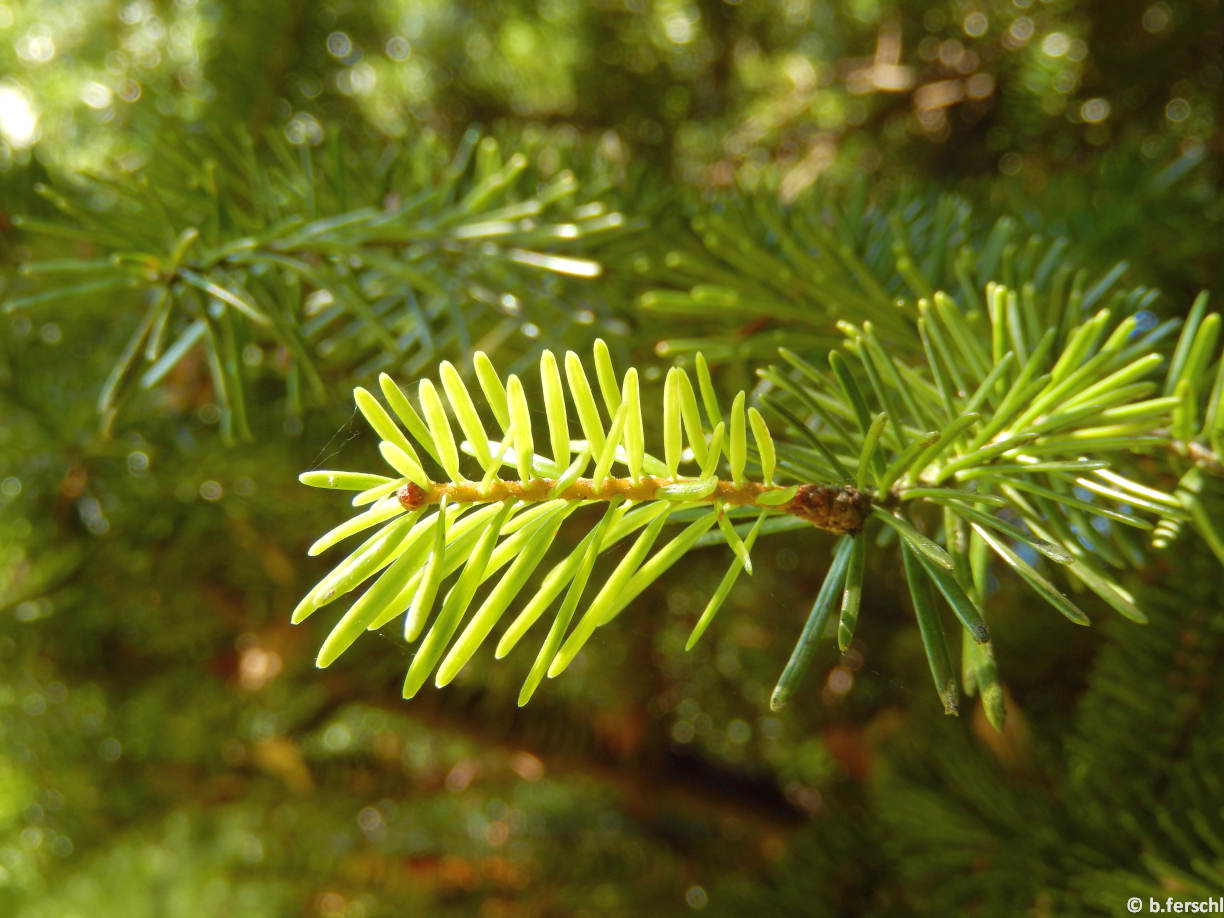 Abies balsamea (balzsam jegenyefenyő) fiatal hajtása