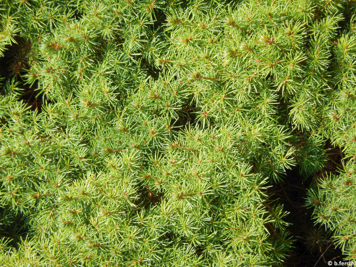 Picea glauca conica (cukorsüveg fenyő)