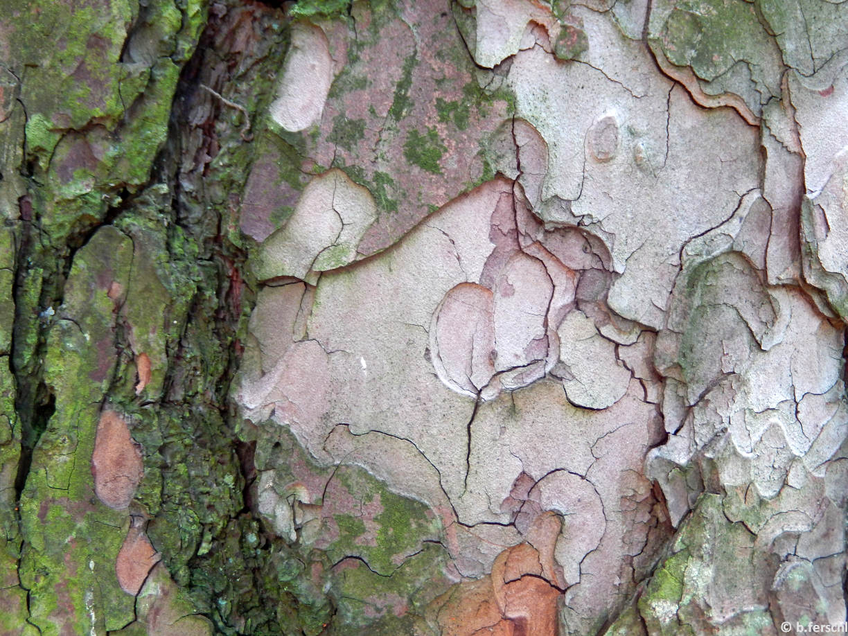 Pinus sylvestris (erdei fenyő) kérge