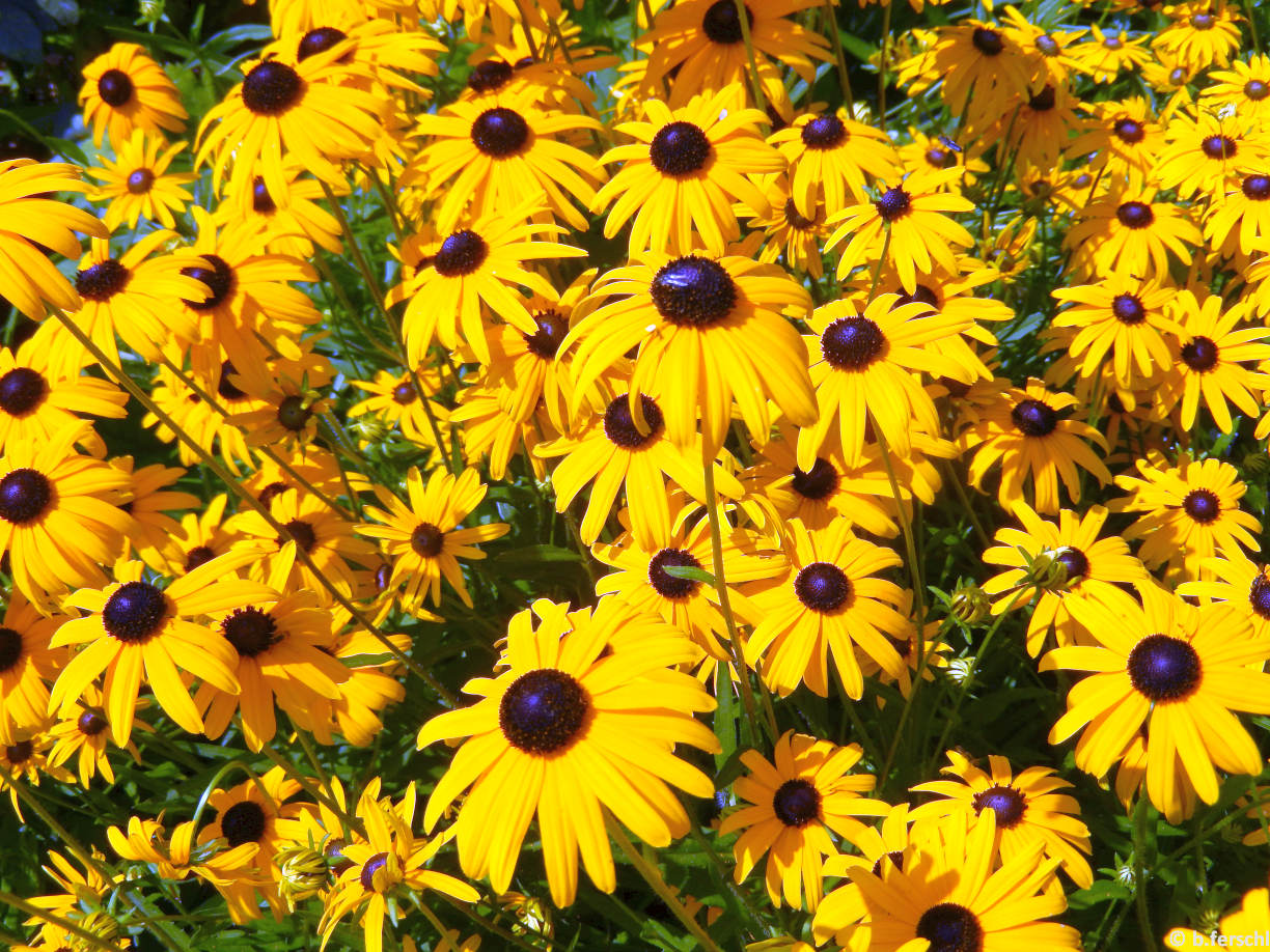 Rudbeckia sp. (kúpvirág)