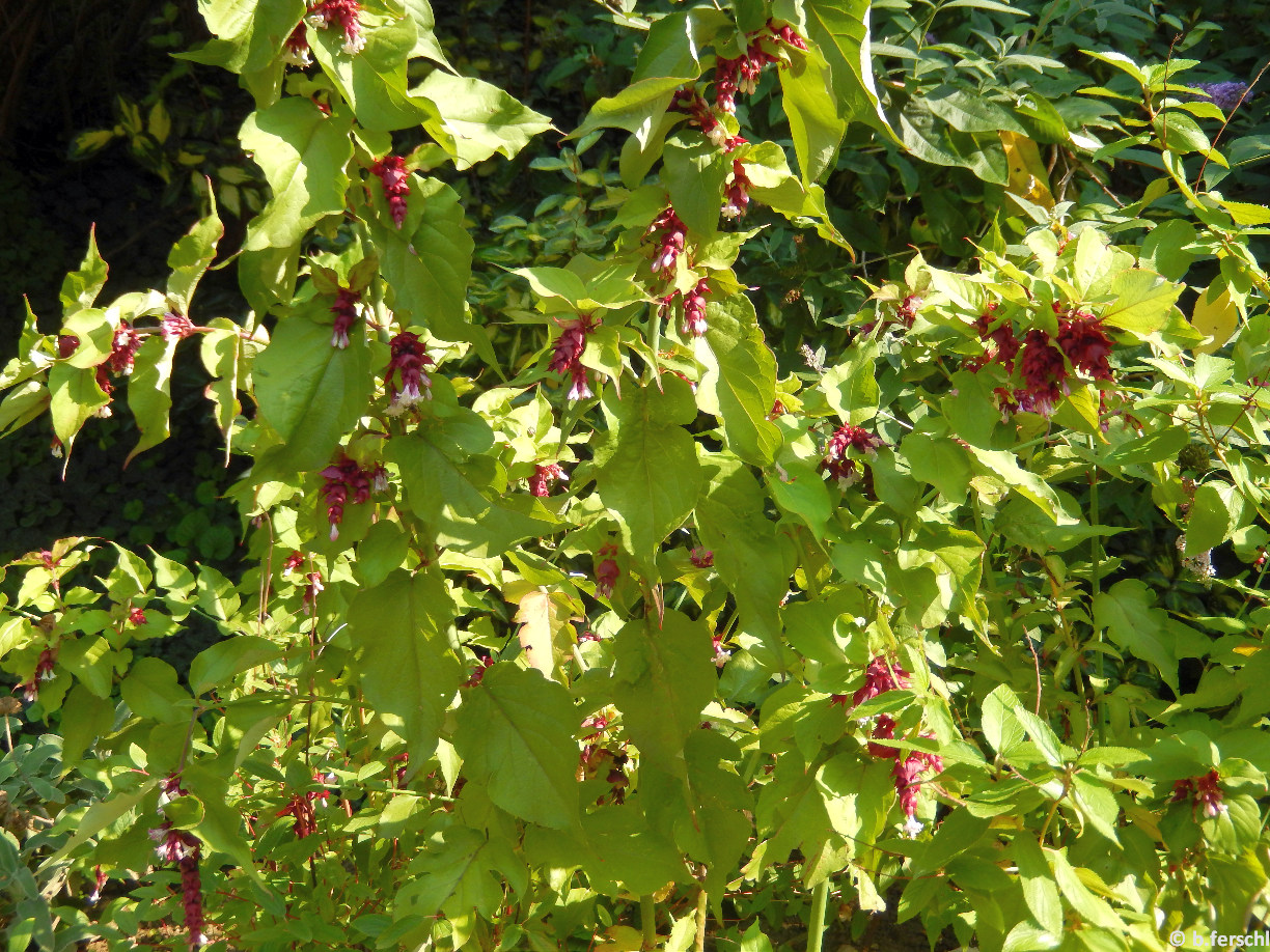 Leycesteria formosa / Himalájai fácánbogyó