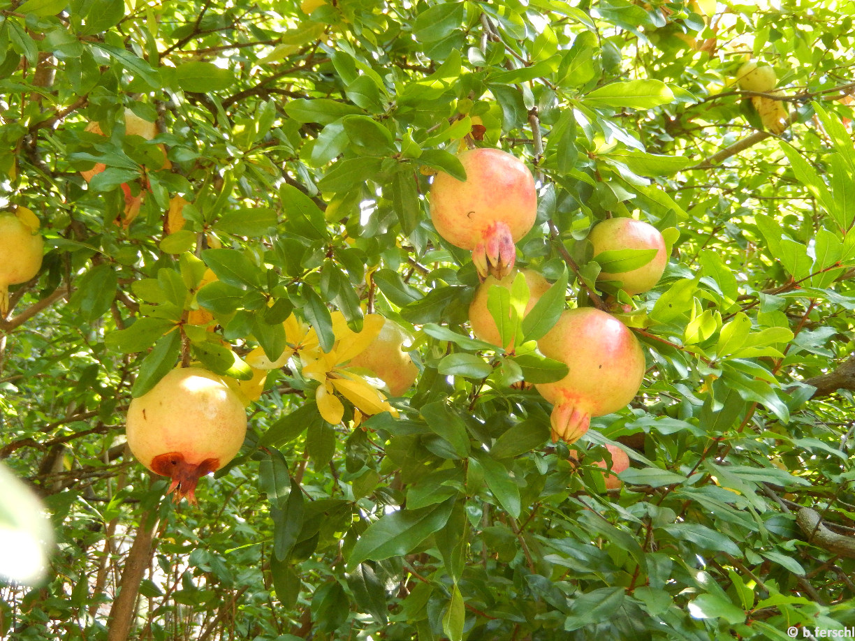 Punica granatum / Gránátalma