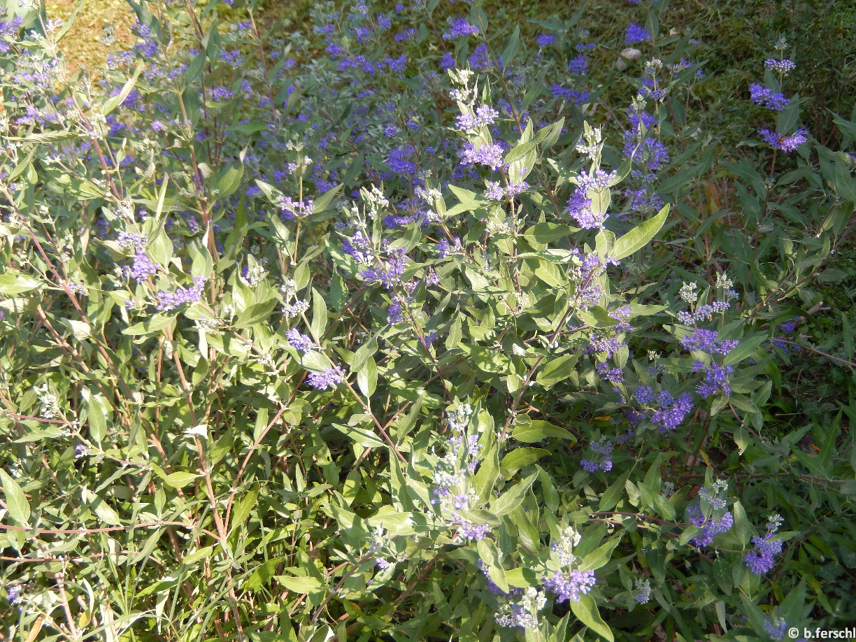 Caryopteris x clandonensis / Kékszakáll