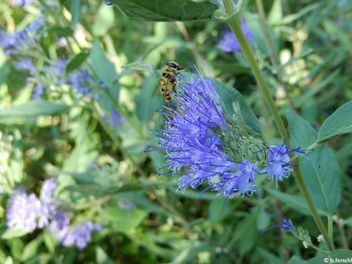 Caryopteris x clandonensis / Kékszakáll virágzata