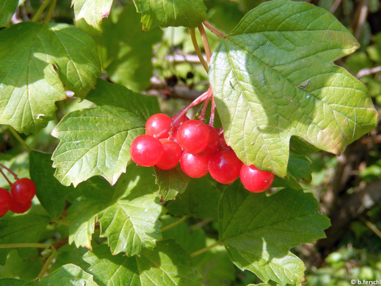 Viburnum opulus / Kányabangita termése