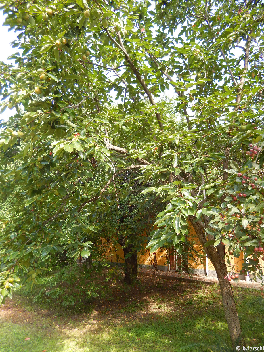 Diospyros kaki / Kakiszilva