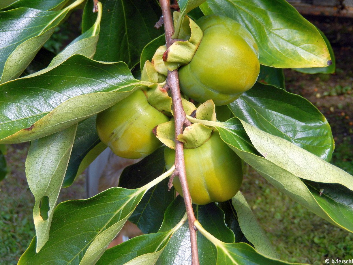 Diospyros kaki / Kakiszilva éretlen termése