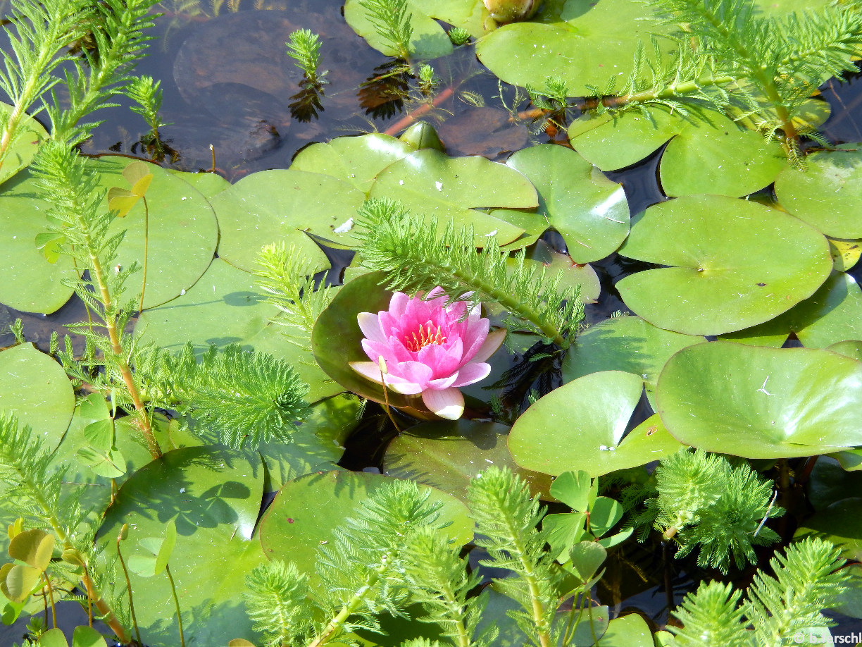 Tavirózsa/Nymphaea sp.