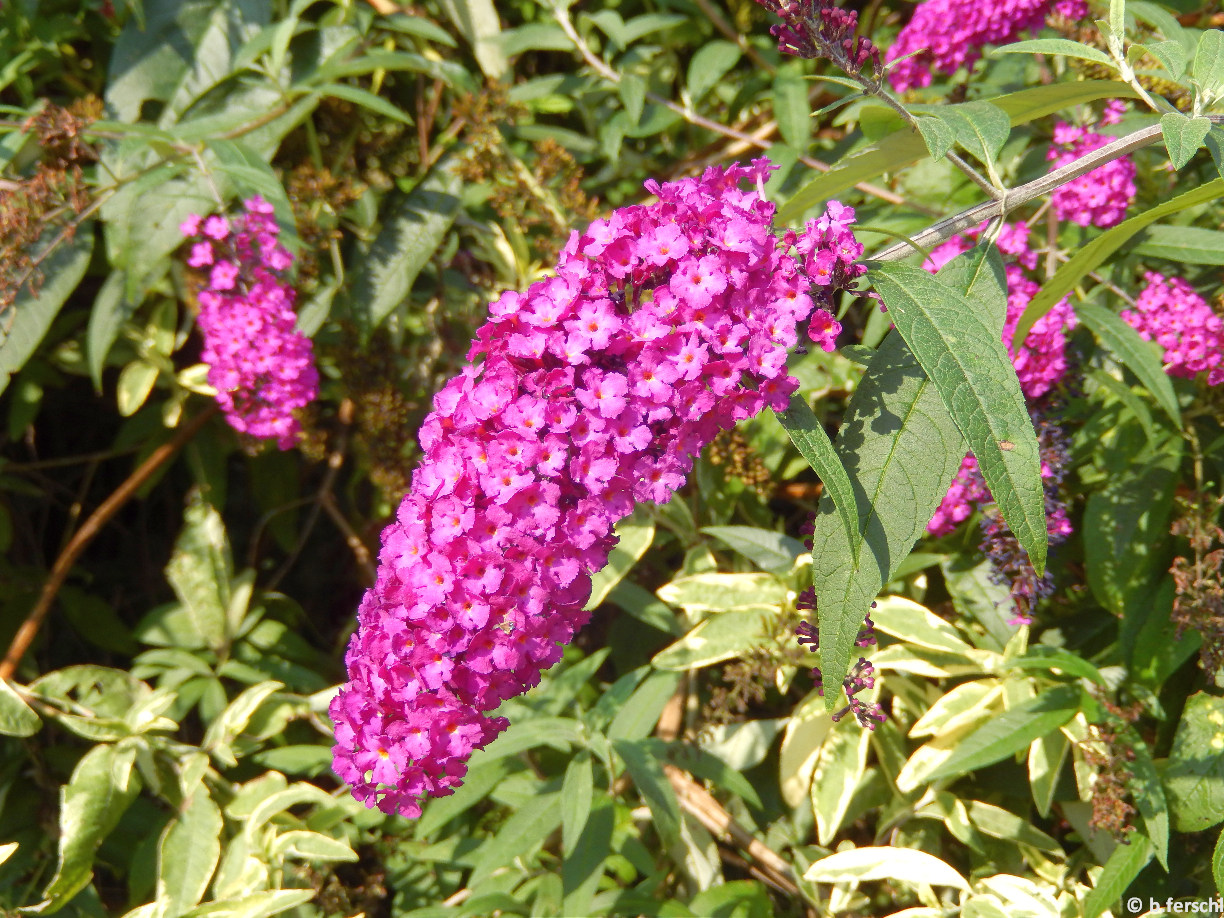 Nyáriorgona/Buddleya davidii virágzata