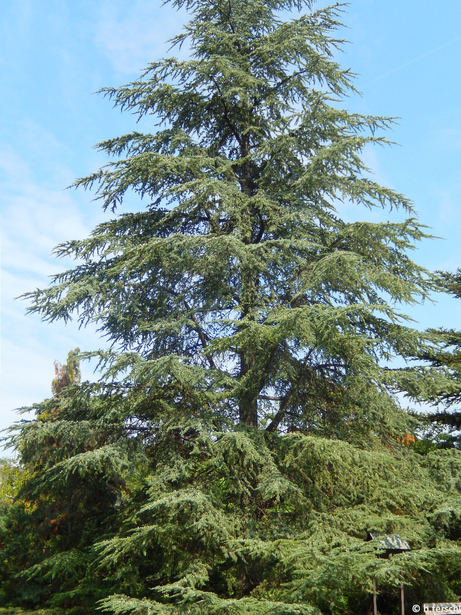 Cedrus atlantica/Atlasz cédrus