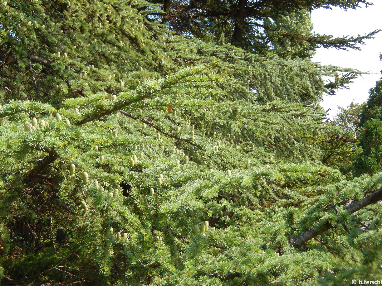 Cedrus atlantica/Atlasz cédrus ágai a törpehajtásokkal