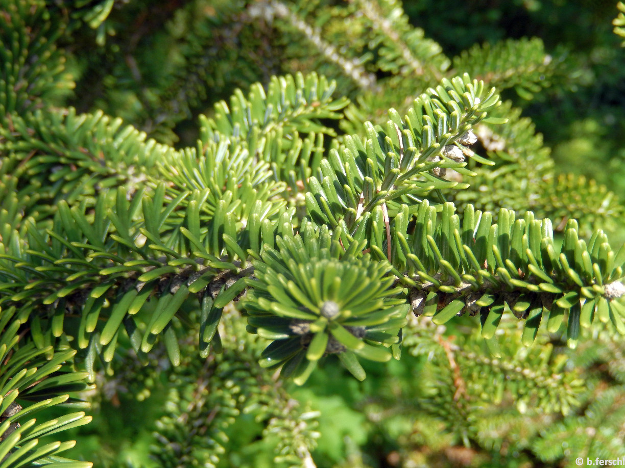 Abies pinsapo/andalúziai jegenyefenyő hajtásai csavarvonalban álló tűlevelekkel