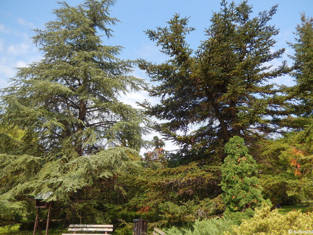 Cedrus atlantica/atlasz cédrus és Abies pinsapo/andalúziai jegenyefenyő