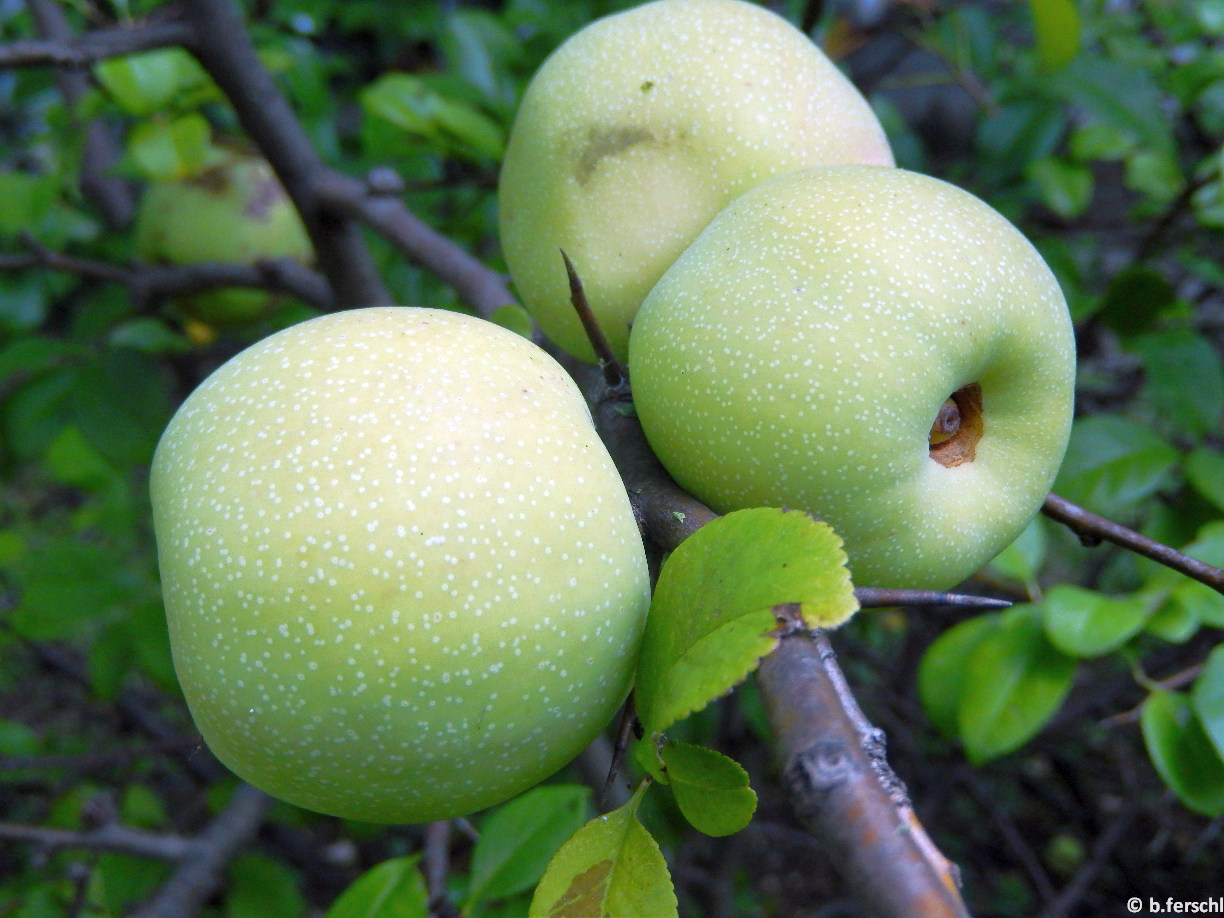 Chaenomeles japonica/japánbirs termése