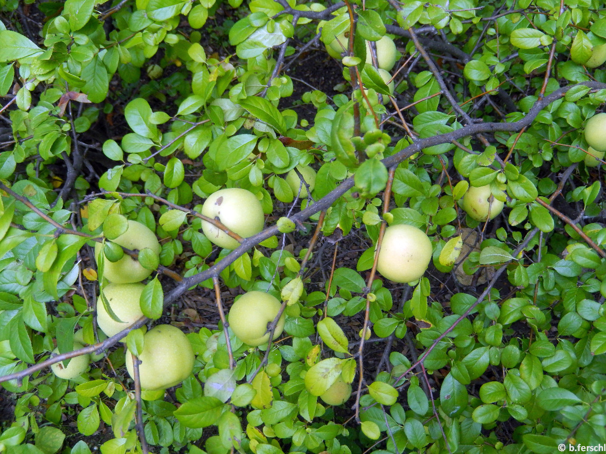 Chaenomeles japonica/Japánbirs