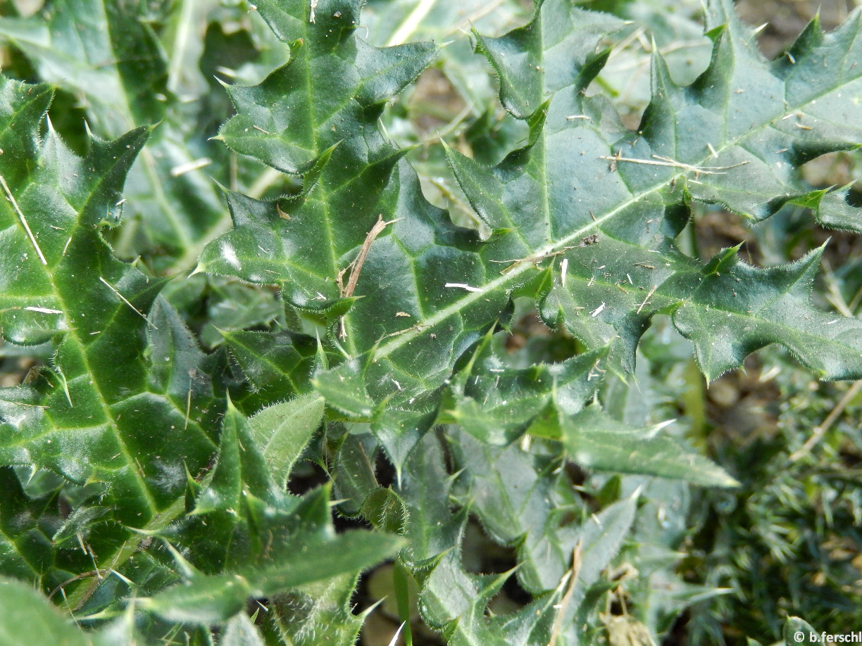 Acanthus spinosus / Szúrós medveköröm