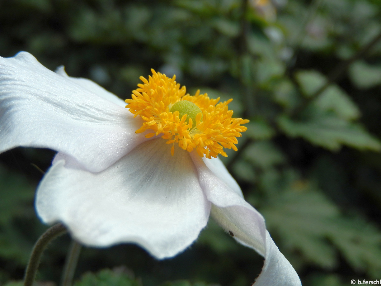 Anemone hupehensis / Kínai szellőrózsa virága