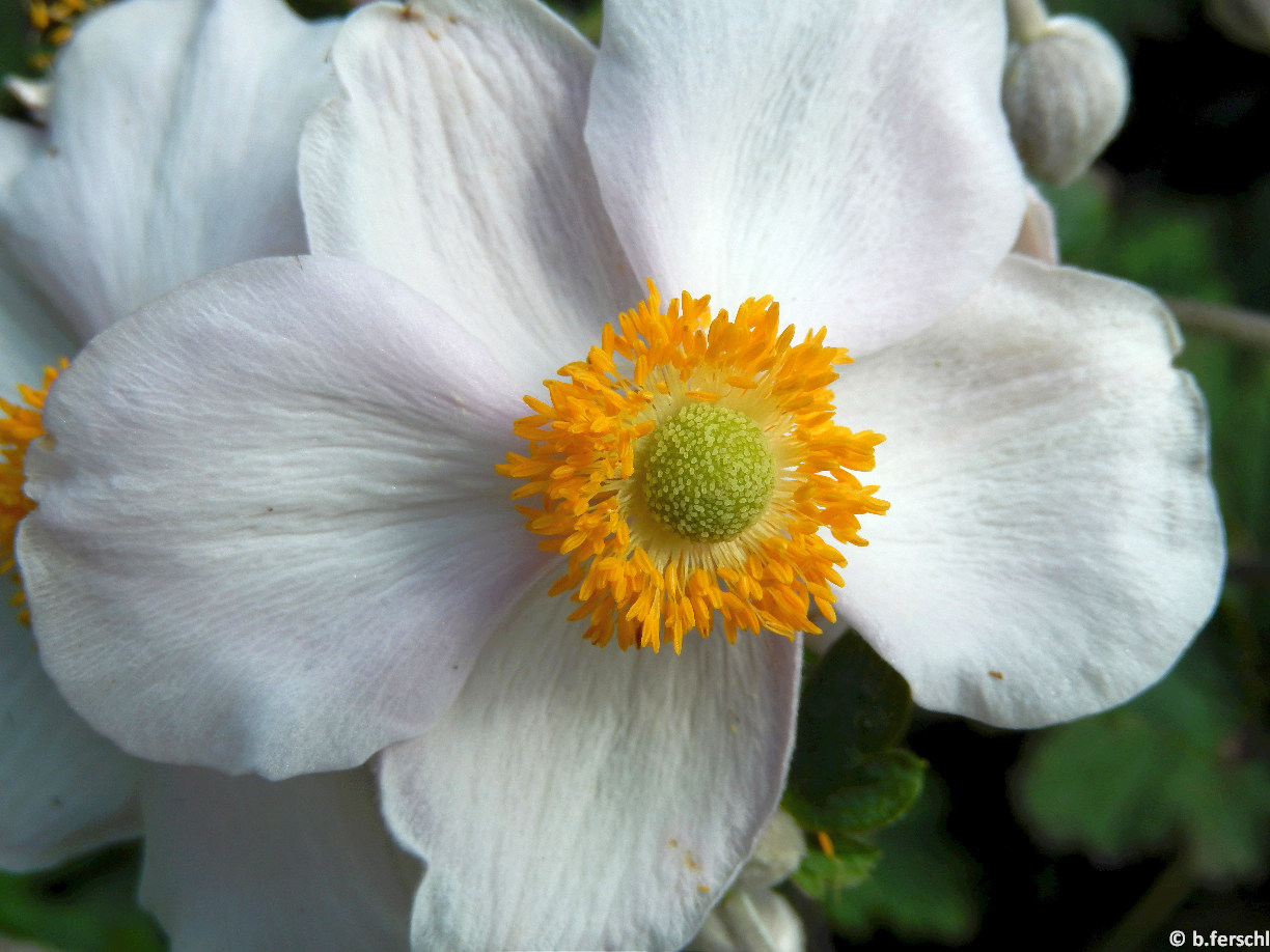 20140905_112653_anemone_hupehensis (3).JPG