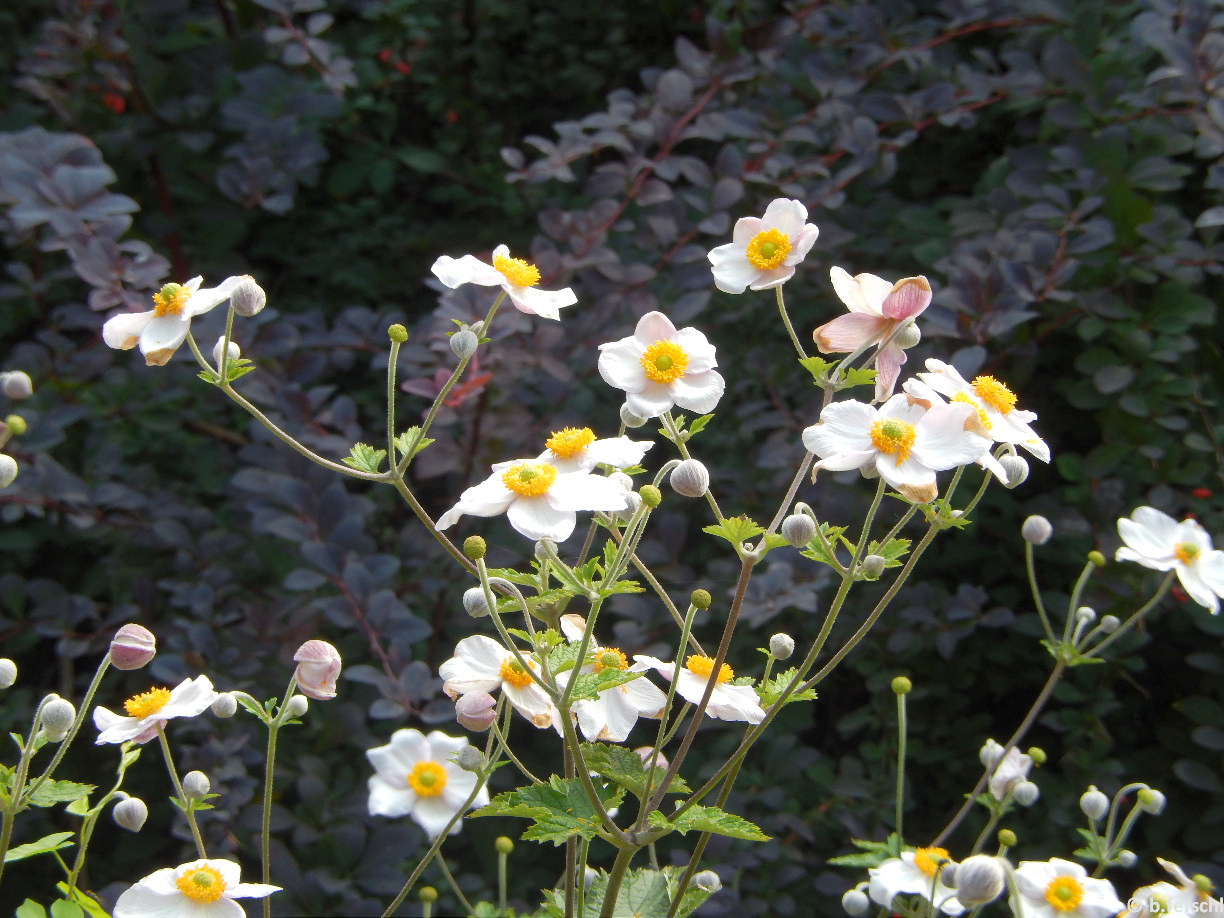 Anemone hupehensis / kínai szellőrózsa, háttérben Berberis/borbolya cserjével