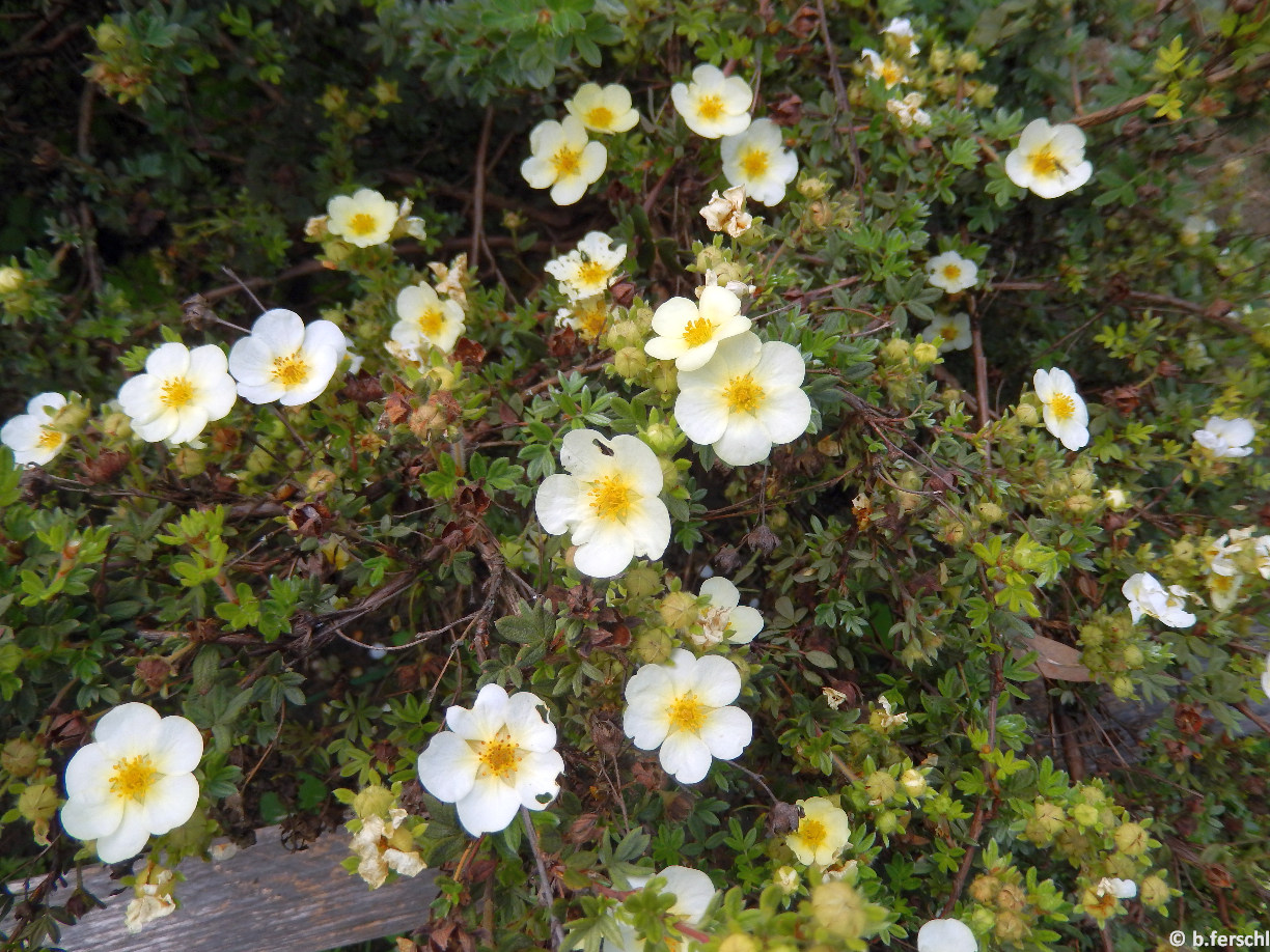 Potentilla fruticosa / Cserjés pimpó