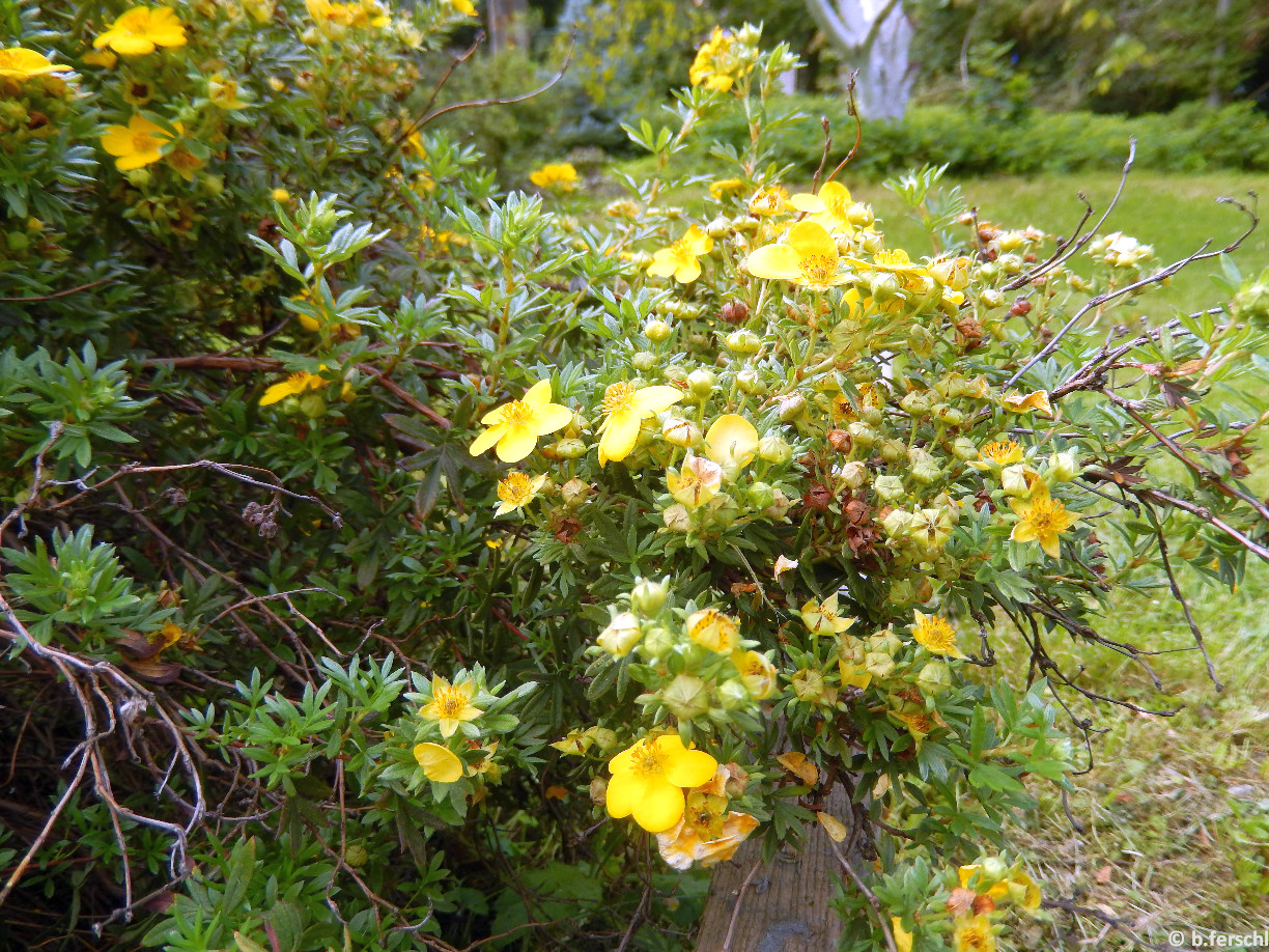 Potentilla fruticosa / Cserjés pimpó