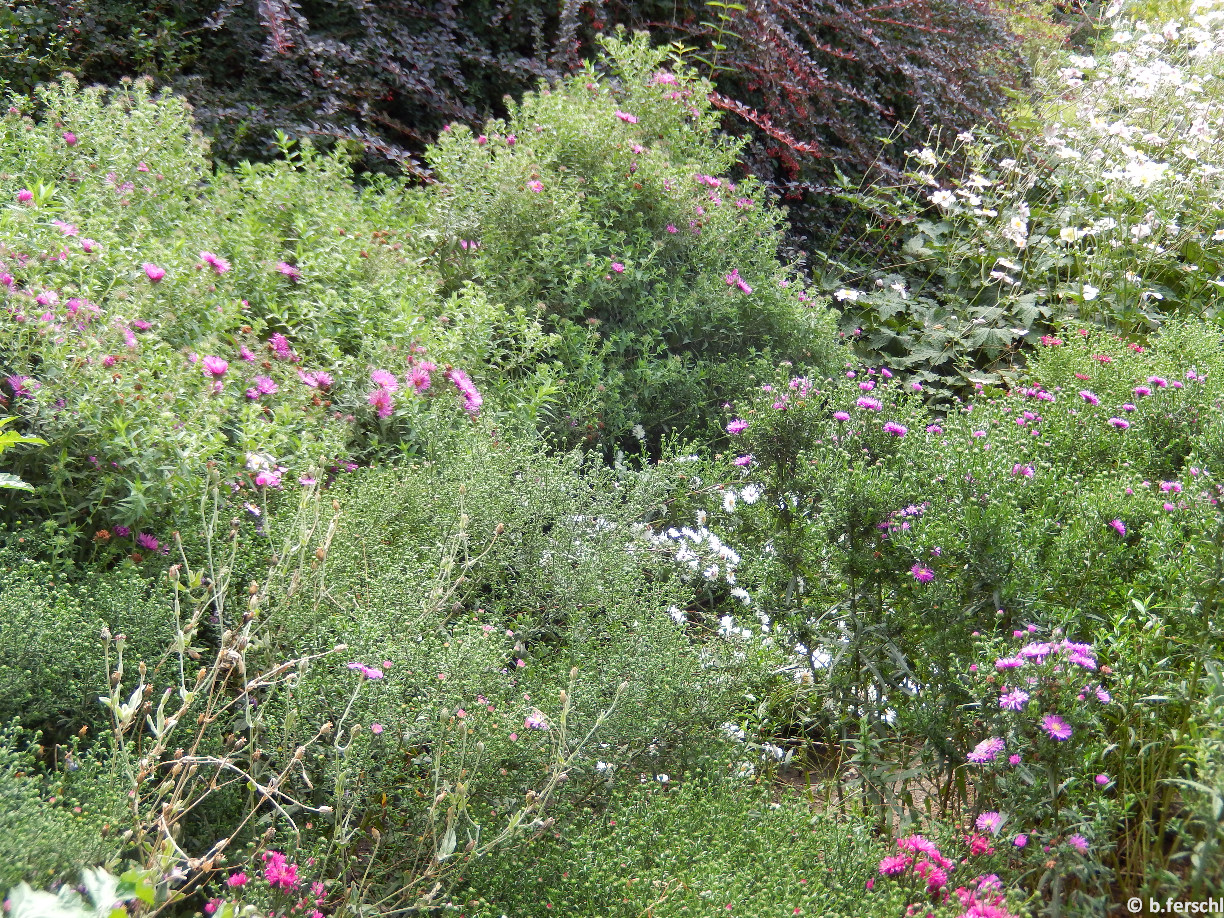 Aster x dumosus / Évelő őszirózsa 