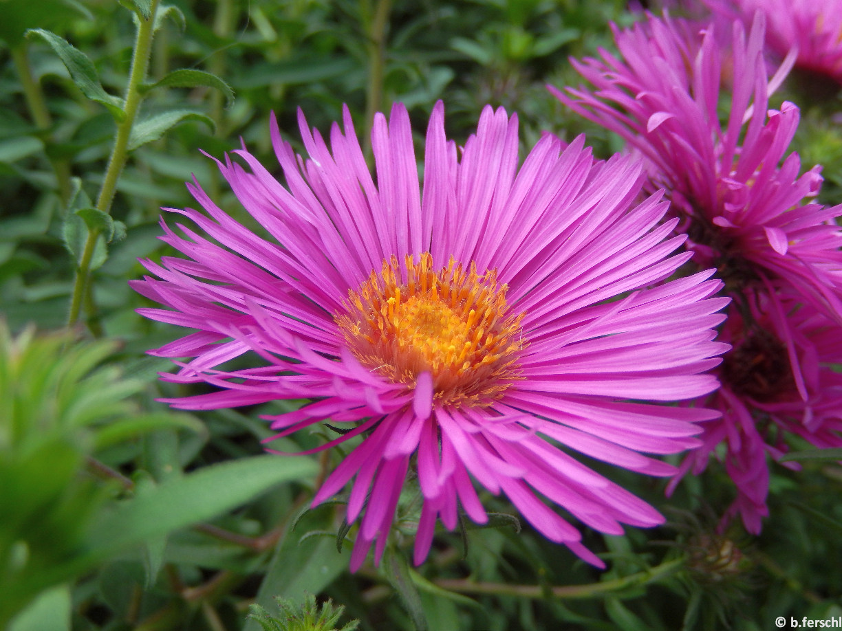 Aster x dumosus / Évelő őszirózsa virágzata