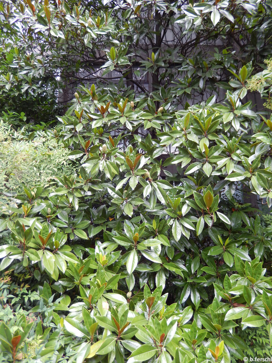Magnolia grandiflora / Örökzöld liliomfa