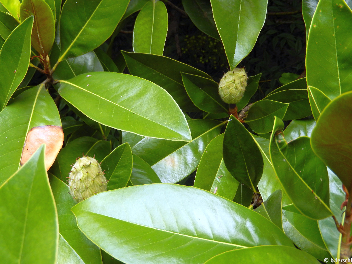Magnolia grandiflora / Örökzöld liliomfa vastag, bőrnemű levelei és terméságazatai