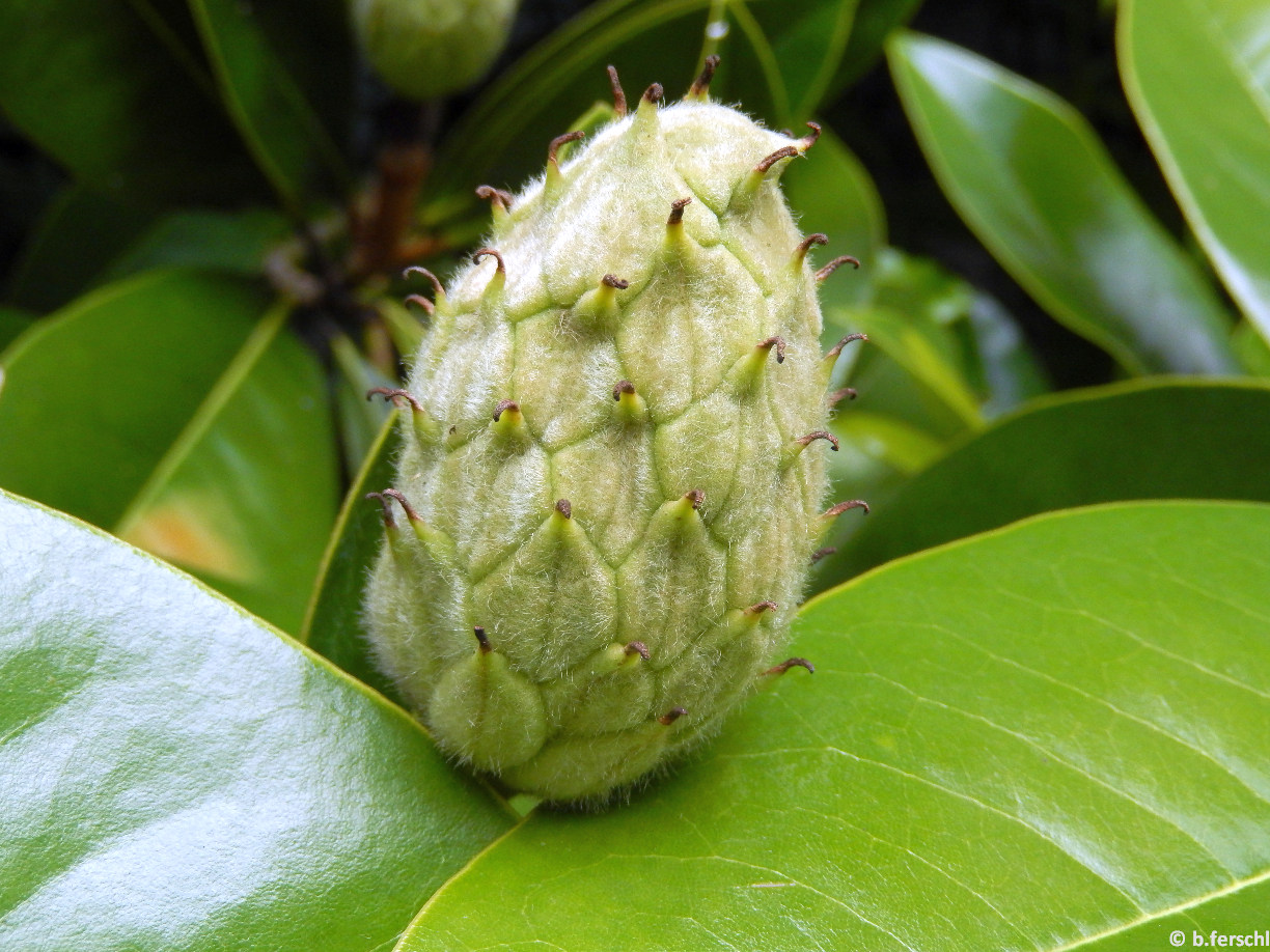 Magnolia grandiflora / Örökzöld liliomfa terméságazata