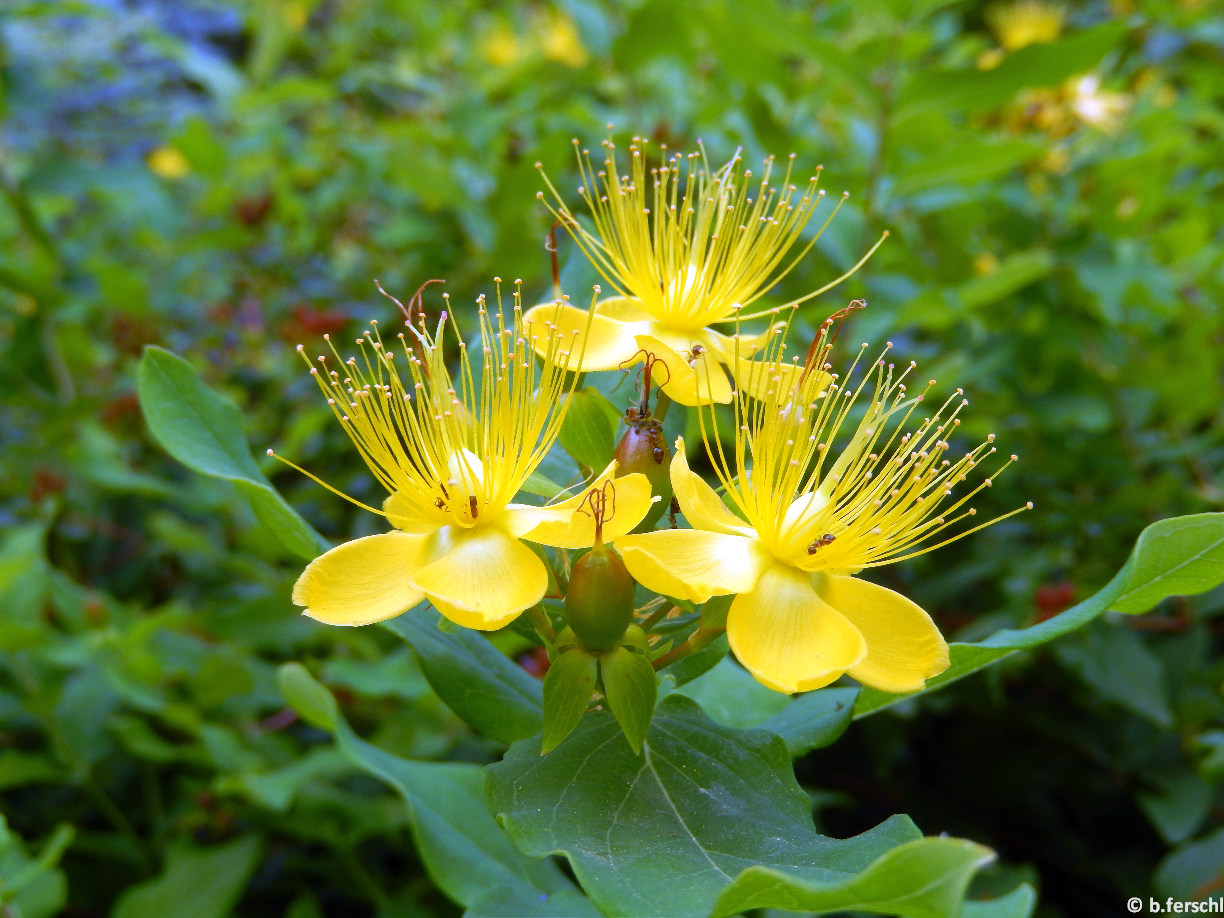 Hypericum x inodorum / Szagtalan orbáncfű virágai jellegzetes, hosszú porzószálakkal