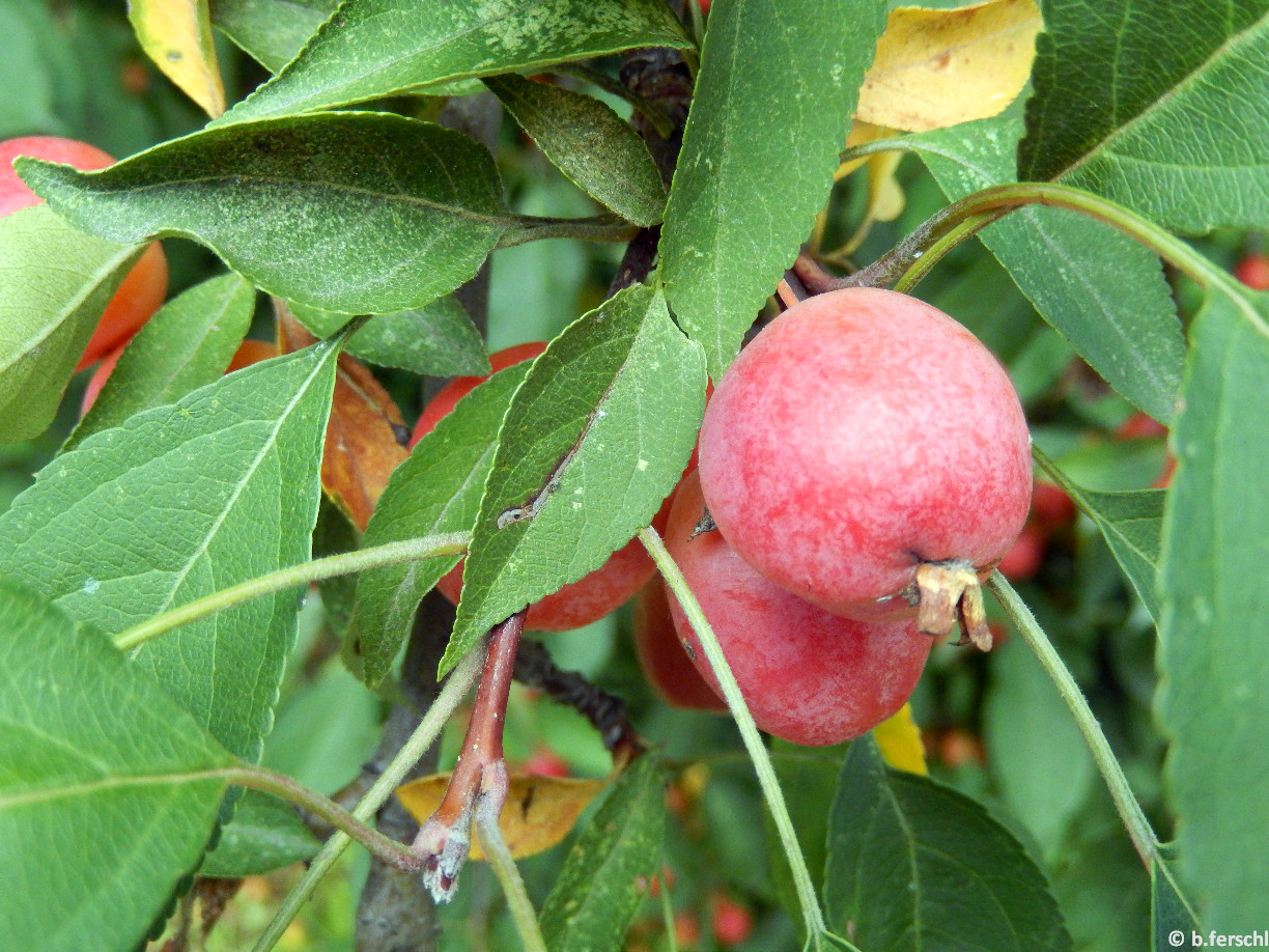 Cseresznye méretű almatermések