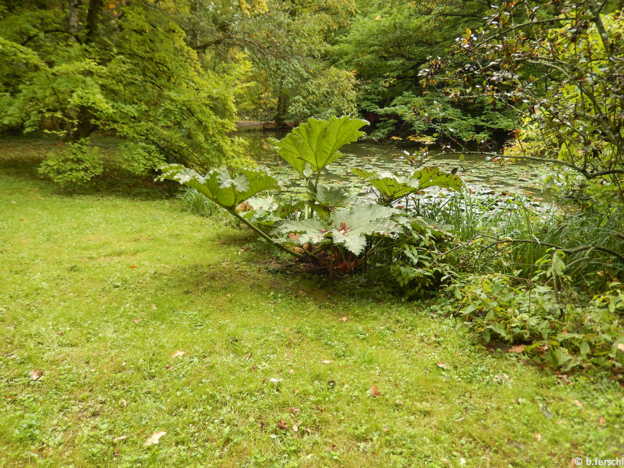 Gunnera manicata (brazil óriáslapu)